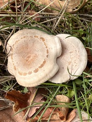 Infundibulicybe geotropa