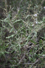 Ambrosia eriocentra