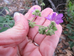 Mirabilis oxybaphoides