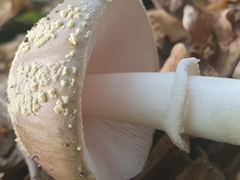 Amanita franchetii
