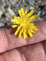 Crepis tectorum