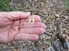 Bidens bigelovii