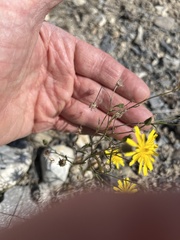 Crepis tectorum