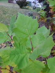 Platanus occidentalis