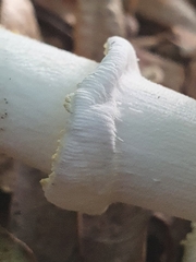 Amanita franchetii