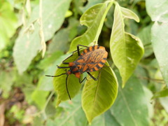 Spartocera pantomima
