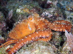 Callistoctopus macropus