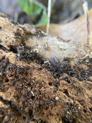 Holoverticata
