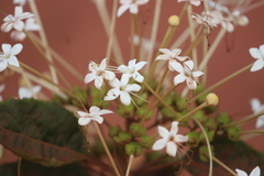 Clerodendrum longiflorum glabrum