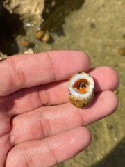 Nerita peloronta