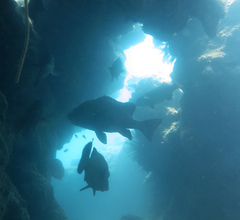 Plectorhinchus chaetodonoides