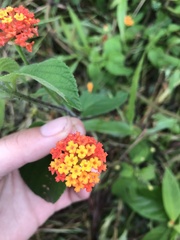 Lantana camara image