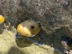 Nerita peloronta