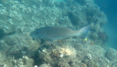 Plectropomus leopardus