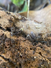 Holoverticata