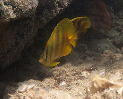 Chaetodon rainfordi