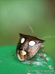 Paracritheus trimaculatus