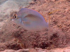 Scolopsis monogramma