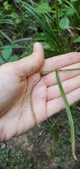 Carex gracillima