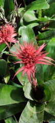 Aechmea fasciata