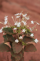 Clerodendrum longiflorum glabrum