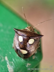 Paracritheus trimaculatus