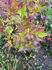 Vaccinium membranaceum