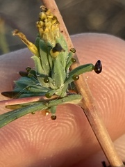 Calycadenia truncata
