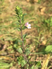 Euphrasia hudsoniana