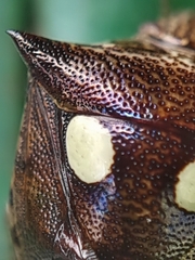 Paracritheus trimaculatus