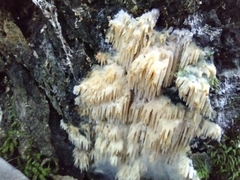 Radulomyces