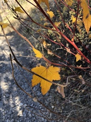 Acer glabrum