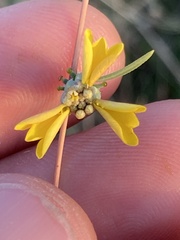 Calycadenia truncata