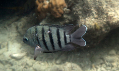Abudefduf bengalensis