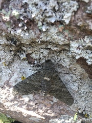 Manduca muscosa