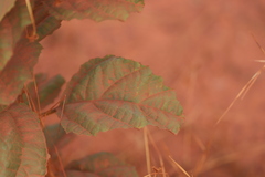 Clerodendrum longiflorum glabrum