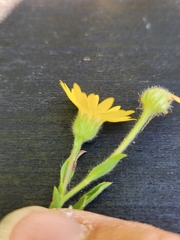 Bradburia pilosa