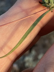 Calycadenia truncata