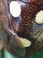 Paracritheus trimaculatus