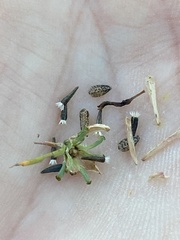 Calycadenia truncata