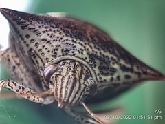 Paracritheus trimaculatus