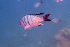 Abudefduf whitleyi
