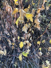 Acer glabrum
