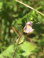 Euphrasia hudsoniana