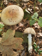 Amanita franchetii