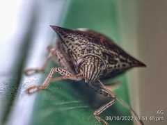 Paracritheus trimaculatus