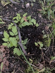 Aegopodium podagraria