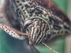 Paracritheus trimaculatus