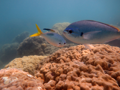 Labroides dimidiatus