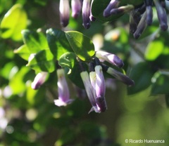 Rhaphithamnus spinosus